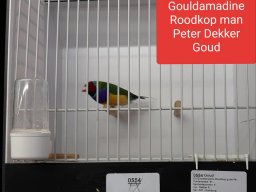 peter dekker 